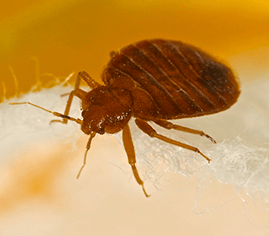 termite is is one of the most common pests in Cessnock