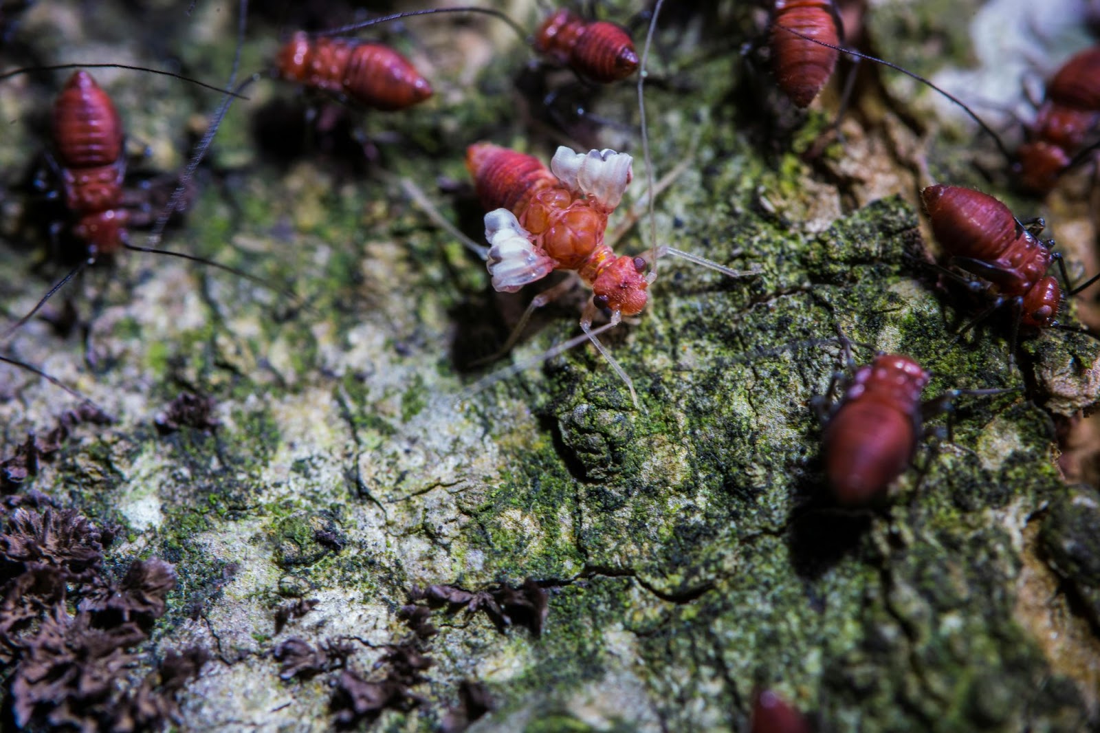 How Much Does a Termite Treatment Cost?