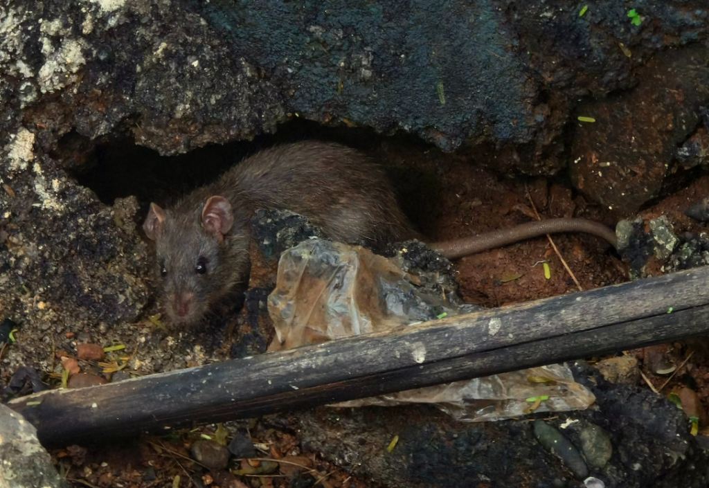 How to Keep Nasty Rodents Away