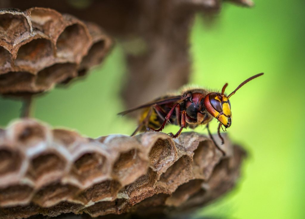 How to Get Rid of a Wasp Nest Safely in Australia