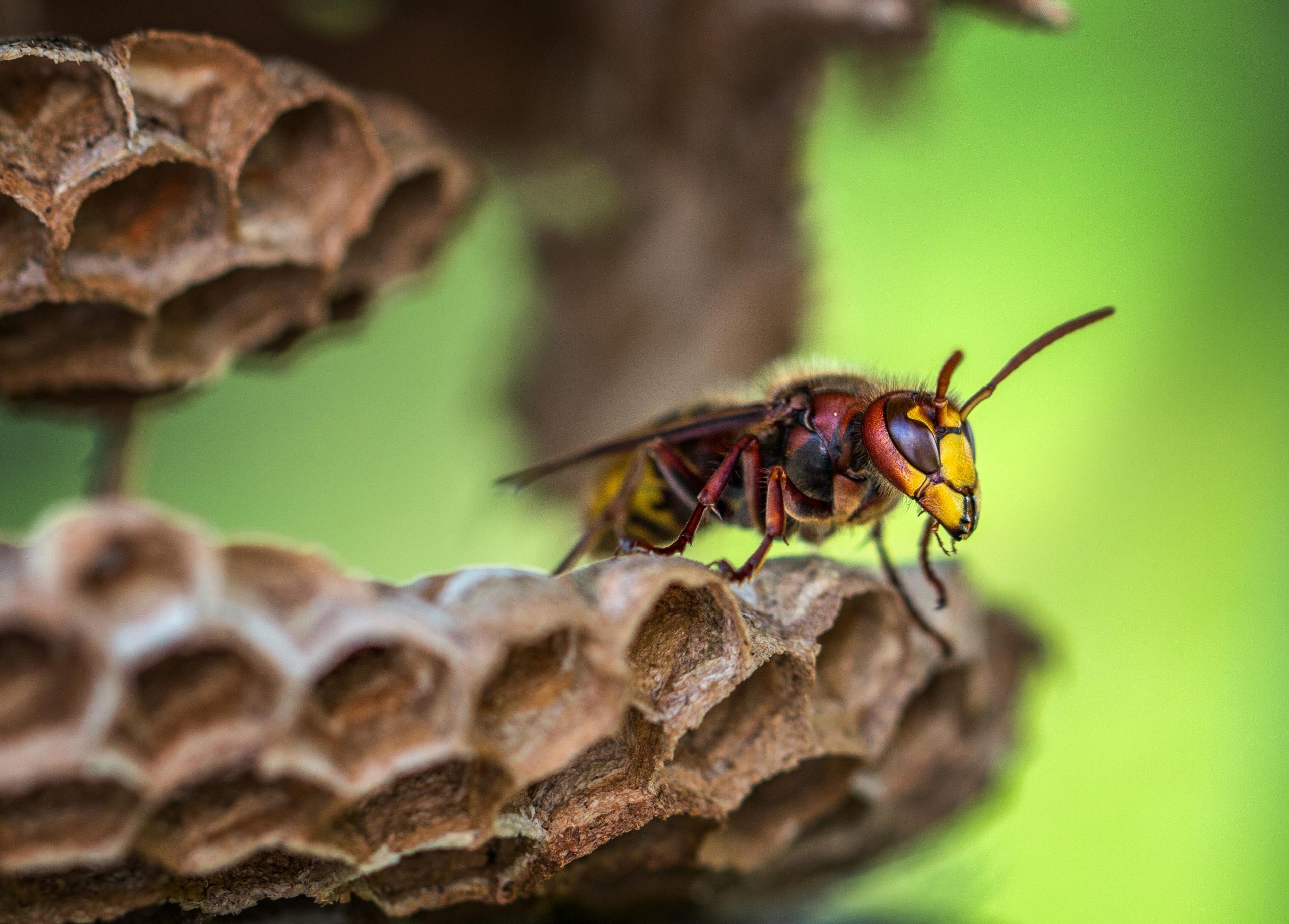 How to Get Rid of a Wasp Nest Safely in Australia