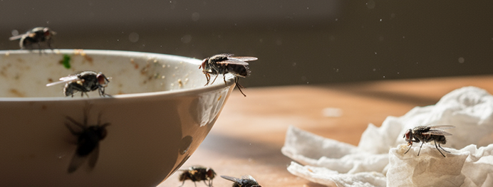 Are you getting a lot of flies around your home? 