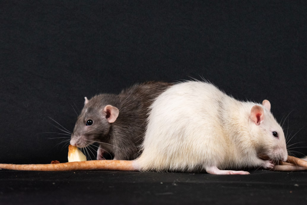 Two rats on a timber beam