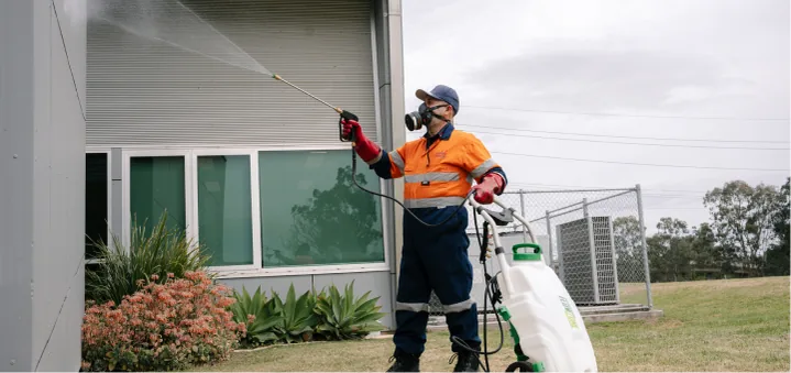 Singleton pest treatment
