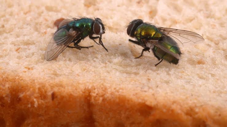 How to: Prevent Fly Infestations in Your Home this Summer